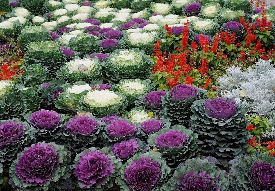 Brassica oleracea клумбы. Капуста декоративная (Brassica oleracea) Nagoya Mix. Капуста декоративная пурпурный голубь. Капуста безголовчатая