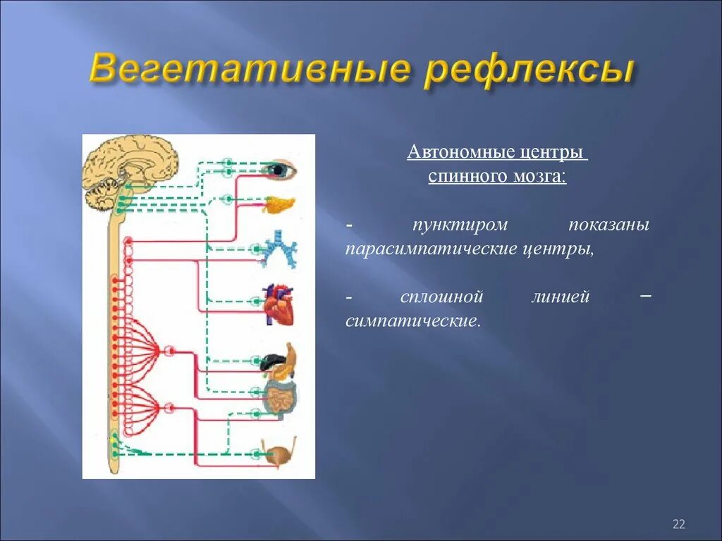 Рефлекс клетки. Вегетативные рефлексы. Вегетативные рефлексы физиология. Вегетативные рефлексы спинного мозга. Классификация вегетативных рефлексов.