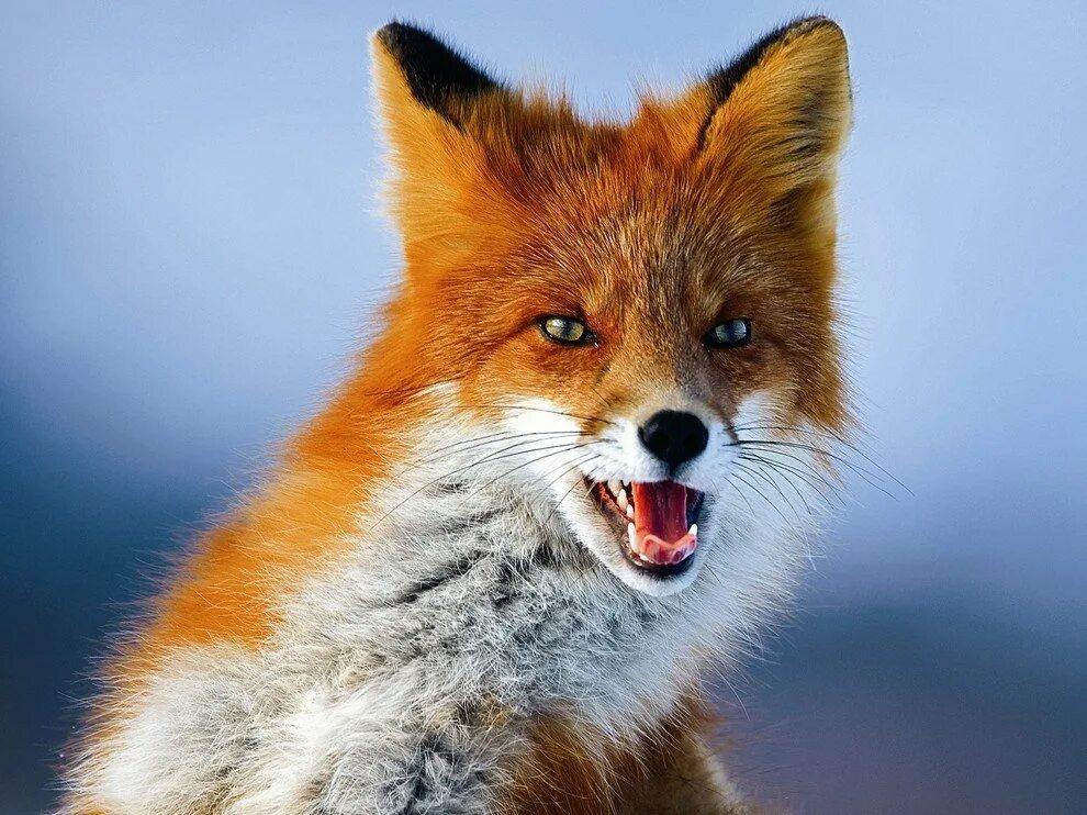 First fox. Лиса. Фото лисы. Красивая лиса. Рыжая лиса.