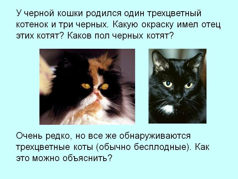 Трехцветный котенок приметы. Поверья о кошках. Кошачьи приметы. Трехцветная кошка приметы. У черной кошки родился трехцветный котенок