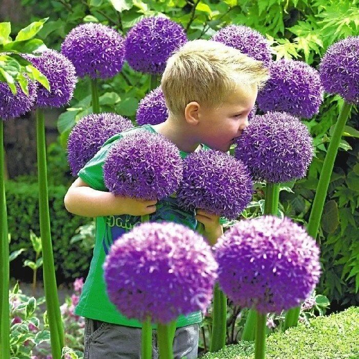 Аллиум Гладиатор растение. Аллиум Гладиатор (Allium Gladiator). Лук декоративный Гладиатор.