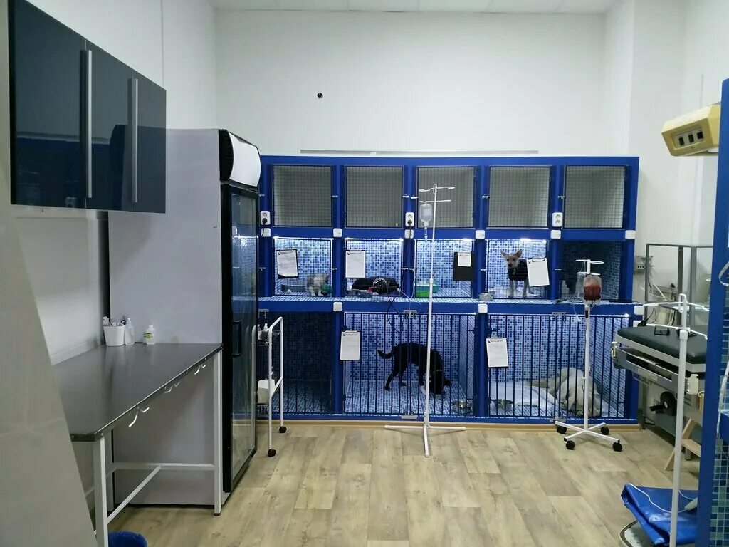 энимал центр ветклиника. ветеринарный. зоозабота. ростов ветклиника энимал. любимчик новотроицк веткабинет.