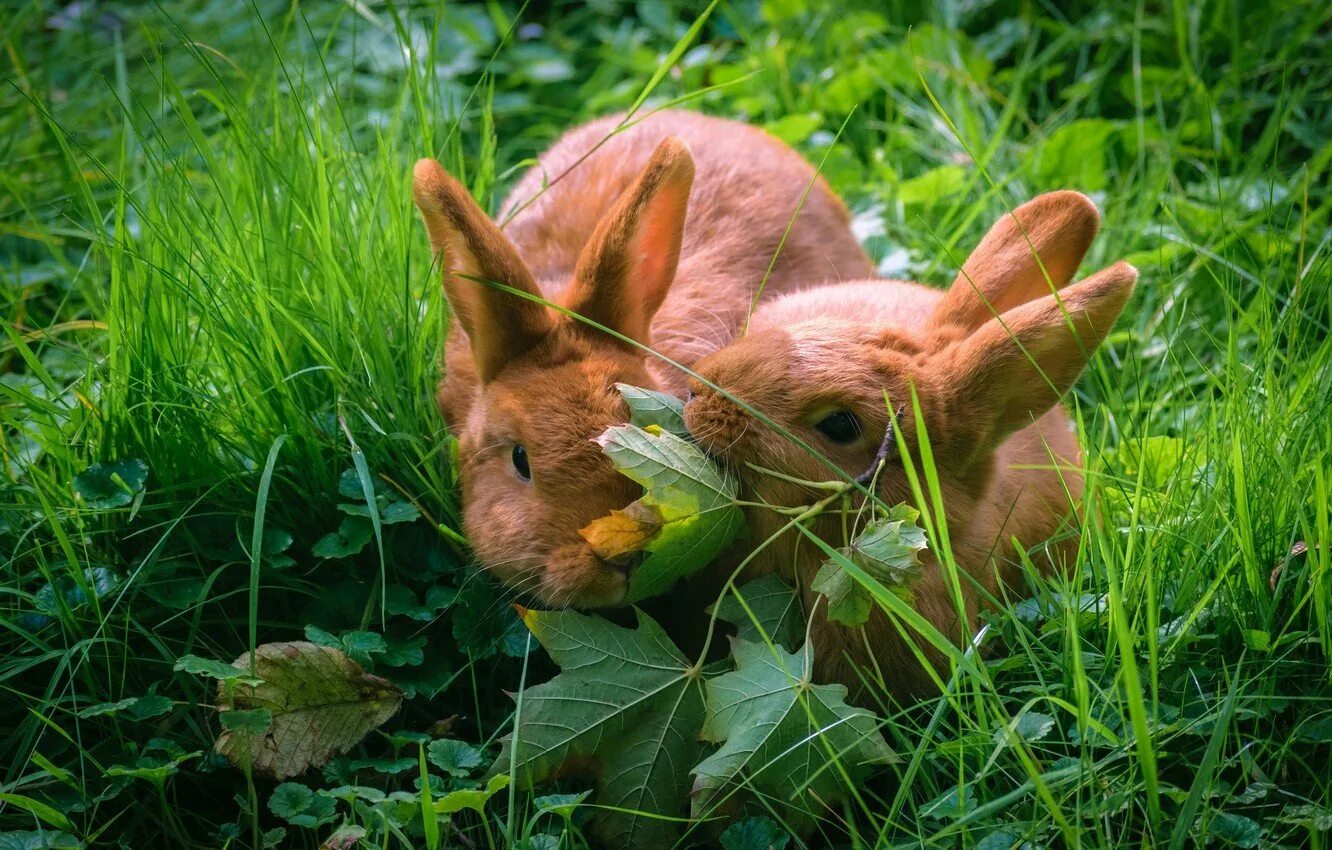 Можно ли кроликам клубнику. НЗК кролики. Кролик в траве. Рыжий кролик. Зелень для кролика.