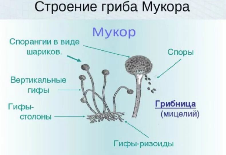 Строение гриба мукора. Строение плесени мукора. Строение плесневого гриба мукора. Белая плесень мукор строение. Чем отличаются плесени