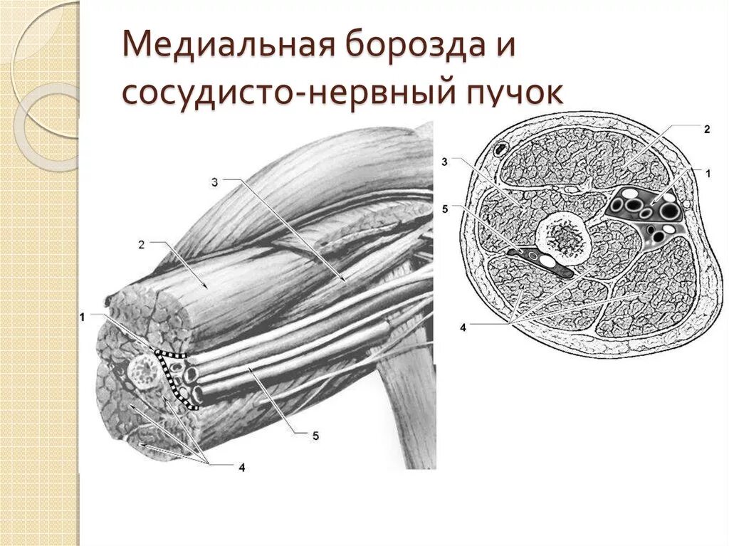 Что такое сосудистые пучки какую. Сосудисто нервные пучки предплечья схема. Сосудисто нервный пучок. Сосудисто нервные пучки верхней конечности. Сосудисто нервный пучок кисти.