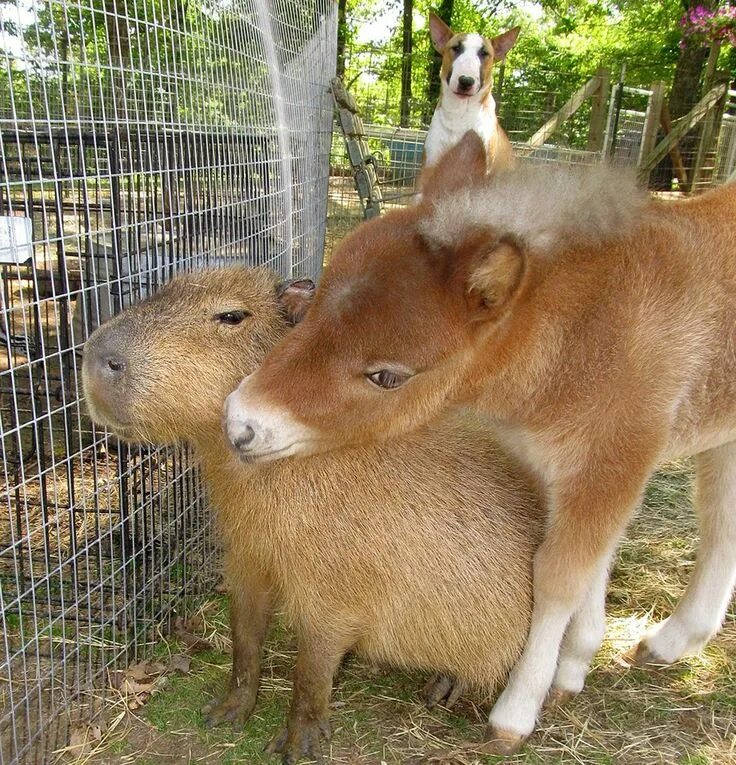 My pets capybaras. Капибара дружелюбная. Капибары в Аргентине. Капибара капибара капибара. Капибара альбинос.