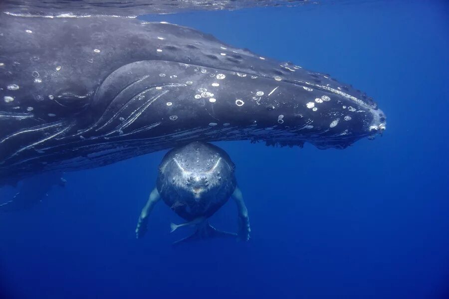 Сколько длиной самый большой кит. Огромный кит. Голубой кит. Самые большие киты. Самый большой кит в мире.