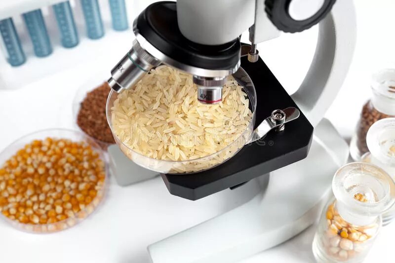 Лабораторные исследования зерна. Микробиология зерновых продуктов. исследование зерна в лаборатории. микробиология зерна.