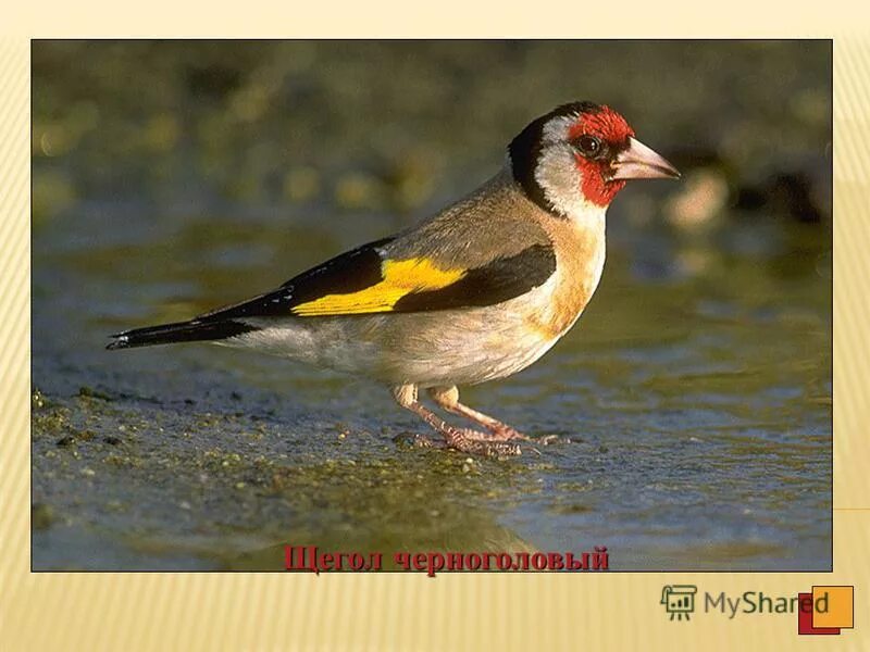 щебет щеглов. щеголь самка. чиж и щегол. слушать щегла птицу. щегол пение щегла пение.