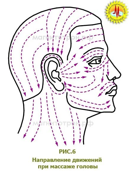 Линия затылка. Массажные линии волосистой части головы. Направление движений при массаже волосистой части головы. Массаж головы схема. Массаж головы линии.