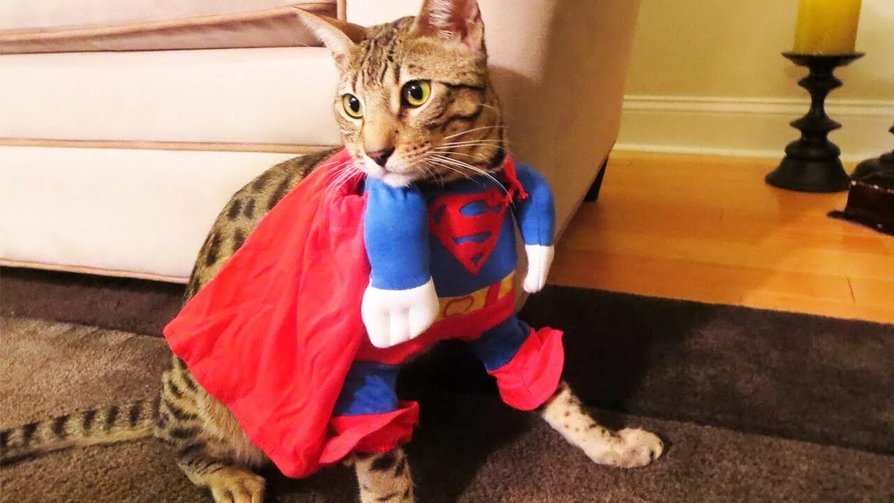 Кот герой. Супер кошка. Кот Супергерой. Кот в костюме Супермена. Дать супер коту