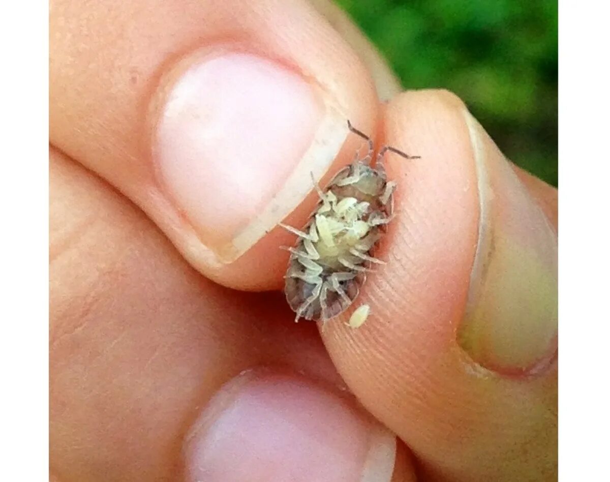 Мокрица Жук мокрица. Мокрица шероховатая (Porcellio scaber). Мокрица чешуйница. Жук чешуйница. Мокрица маленькая