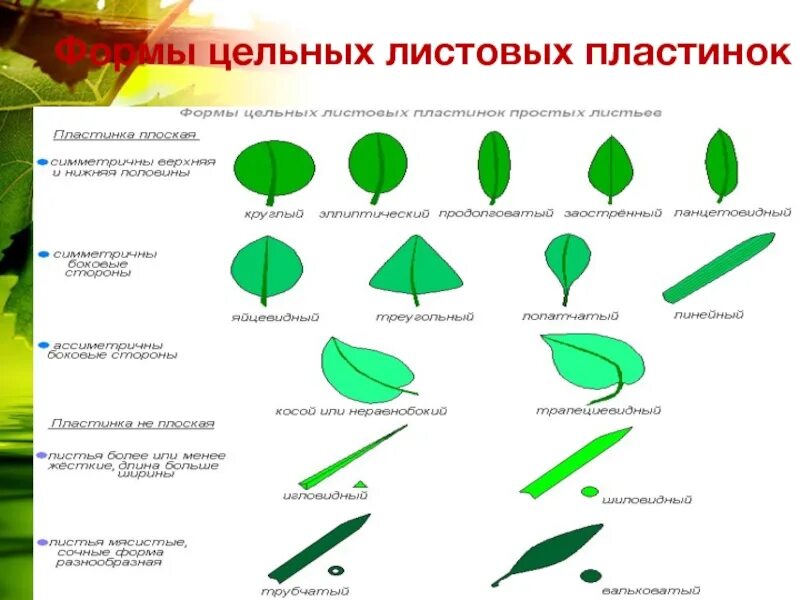 Линейная форма листа. Формы листовой пластинки 6 класс биология. Прямое основание листовой пластинки. Форма листа биология 6 класс. Форма краев листовой пластинки.