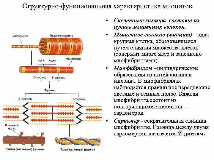 Последовательность мышечных элементов. Структурно-функциональные основы скелетной мышцы.. Механизм сокращения мышечного волокна миофибриллы физиология. Саркомерное строение миофибрилл. Строение миофибрилл поперечно полосатой мышечной ткани.