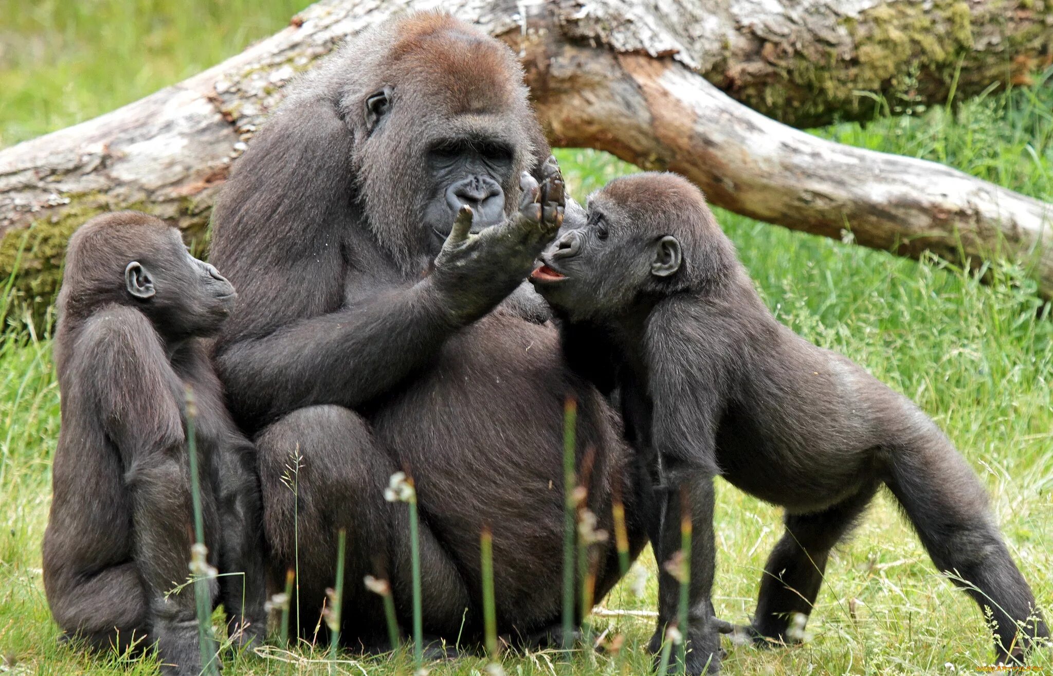 Animal communication. Общение обезьян. Коммуникация обезьян. Коммуникация шимпанзе. Общение обезьян между собой.