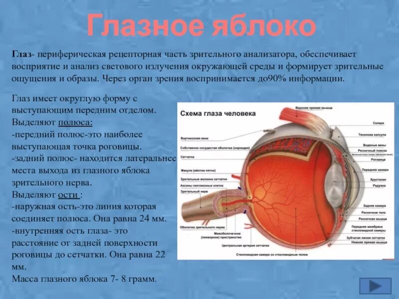 Задний полюс глаза. Отделы зрительного анализатора глазное яблоко. Периферическая часть глаза. Полости глазного яблока.