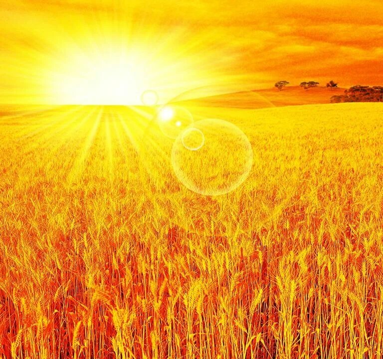 Каким цветом светит солнце. Пшеничное поле. Солнце. Яркое солнце. Восход солнца в поле.