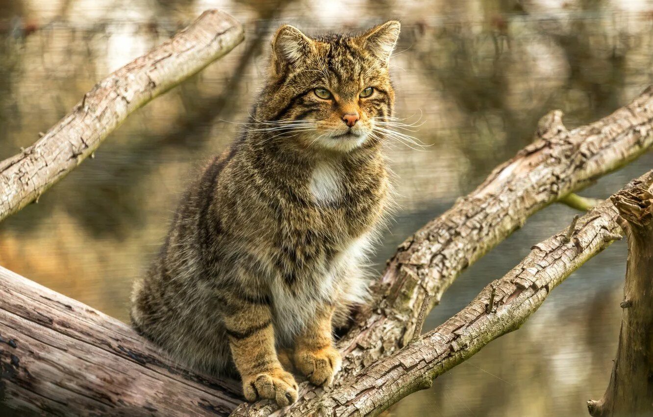 Лесной камышовый кот. Европейский Лесной кот камышовый дикий. Камышовая Лесная кошка. Сибирский камышовый кот. Песни дикая кошка