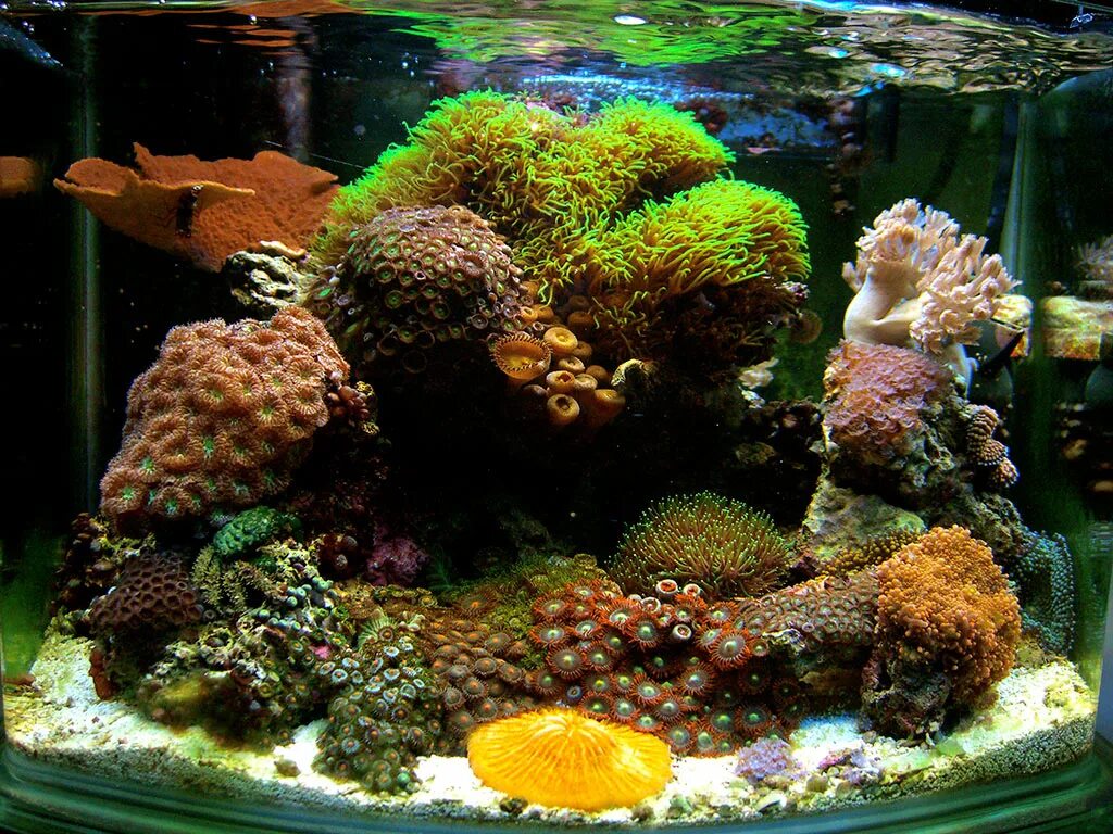 Морской аквариум коралловый риф. Живые кораллы для аквариума. Коралловый риф для аквариума. Живые кораллы для аквариума. Живые кораллы для аквариума.