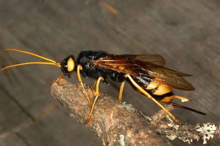 Насекомые похожие на ос. Рогохвост Urocerus Gigas. Рогохвост гигант – Urocerus Gigas. Шершень рогохвост. Личинка рогохвоста.