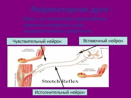 Передают нервные импульсы к рабочим органам