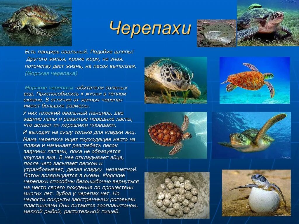 Морские животные информация. Обитатели соленых вод. Презентация на тему морские жители. Обитатели морей презентация.