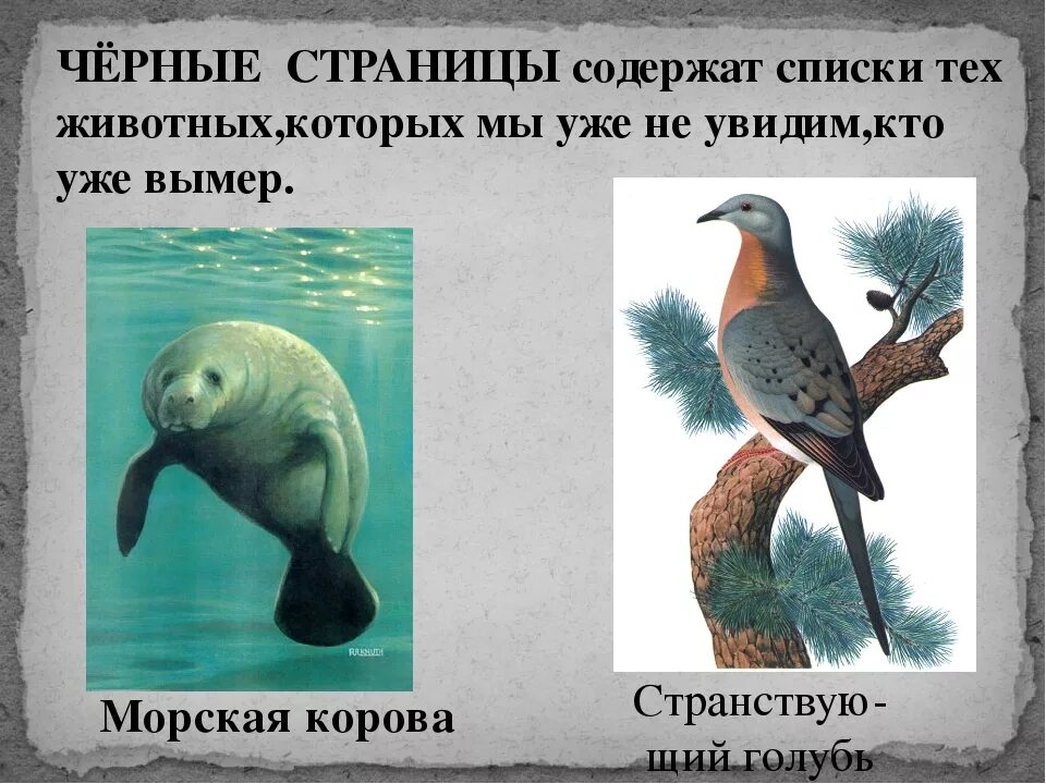 Черные страницы красной книги животные. Черные страницы красной книги россии. чёрные строницыкрасной книги. чёрные страницы красной книги животные. серная страница красной книги.