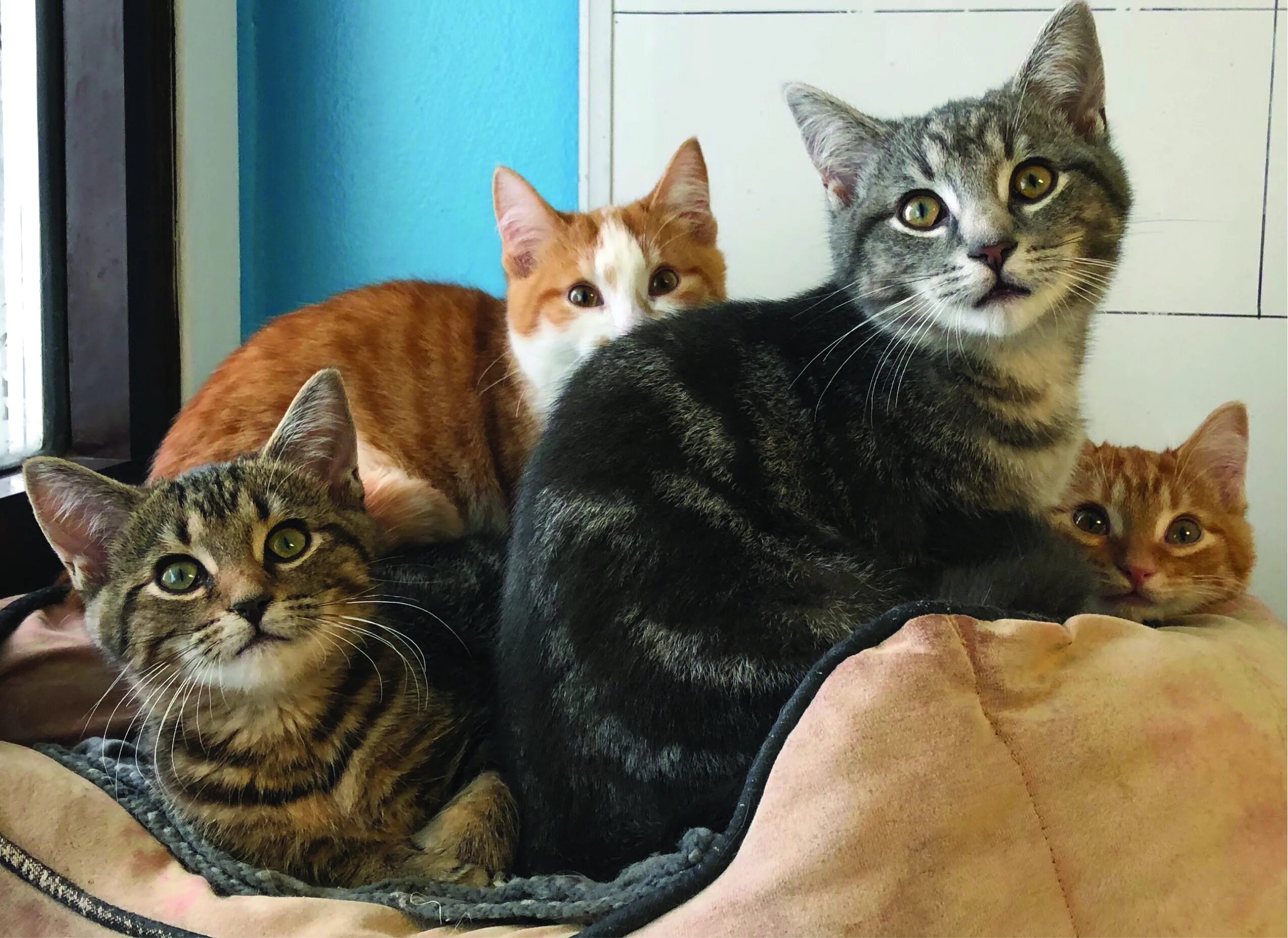Are they cats. Are they cats. Are they cats. Look me made you cats. Are they cats.