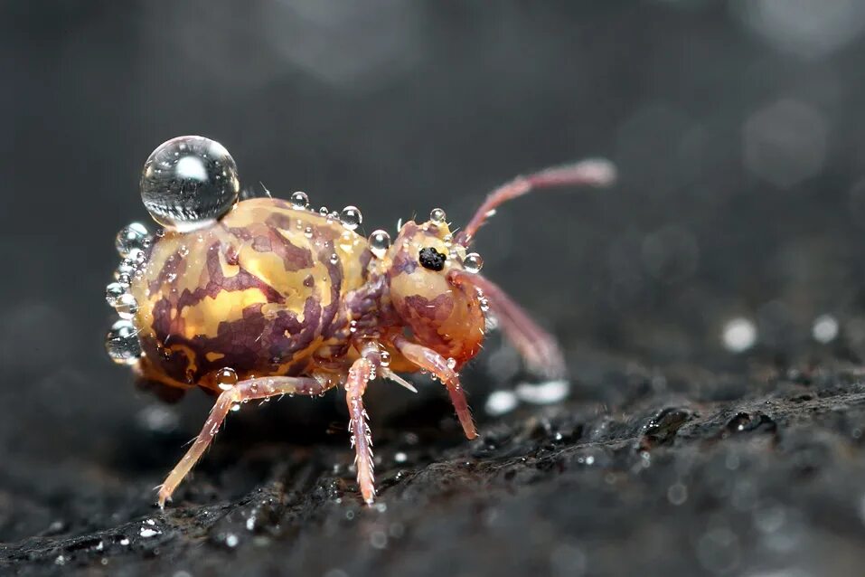 Крошечный вдруг. Коллембола Collembola. Коллемболы ногохвостки. Ногохвостки подуры. Почвенные коллемболы.