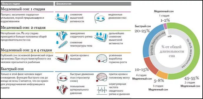 Функции глубокого сна. Фазы быстрого и медленного сна таблица. фазы быстрого и медленного сна таблица по времени. фазы сна схема. структура сна фазы медленного и быстрого сна.