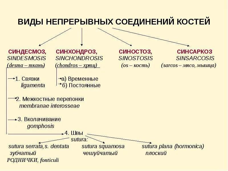 Непрерывные соединения костей – классификация, строение. Классификация соединений костей человека. Классификация соединений костей. Непрерывные соединения костей.. Соединение костей человека .классификация. Характеристика.