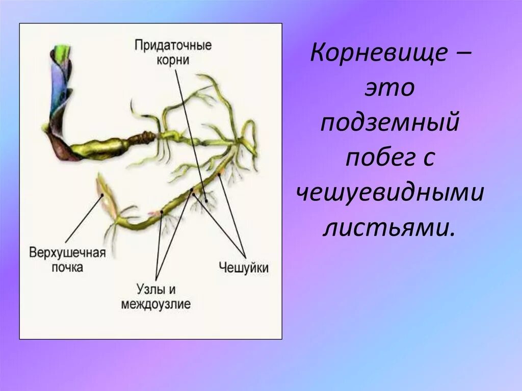 Придаточные корни какие побеги. Корневище подземный побег строение. Строение корневища крапивы. Корневище пырея, крапивы строение. Подземный побег корневища пырей.