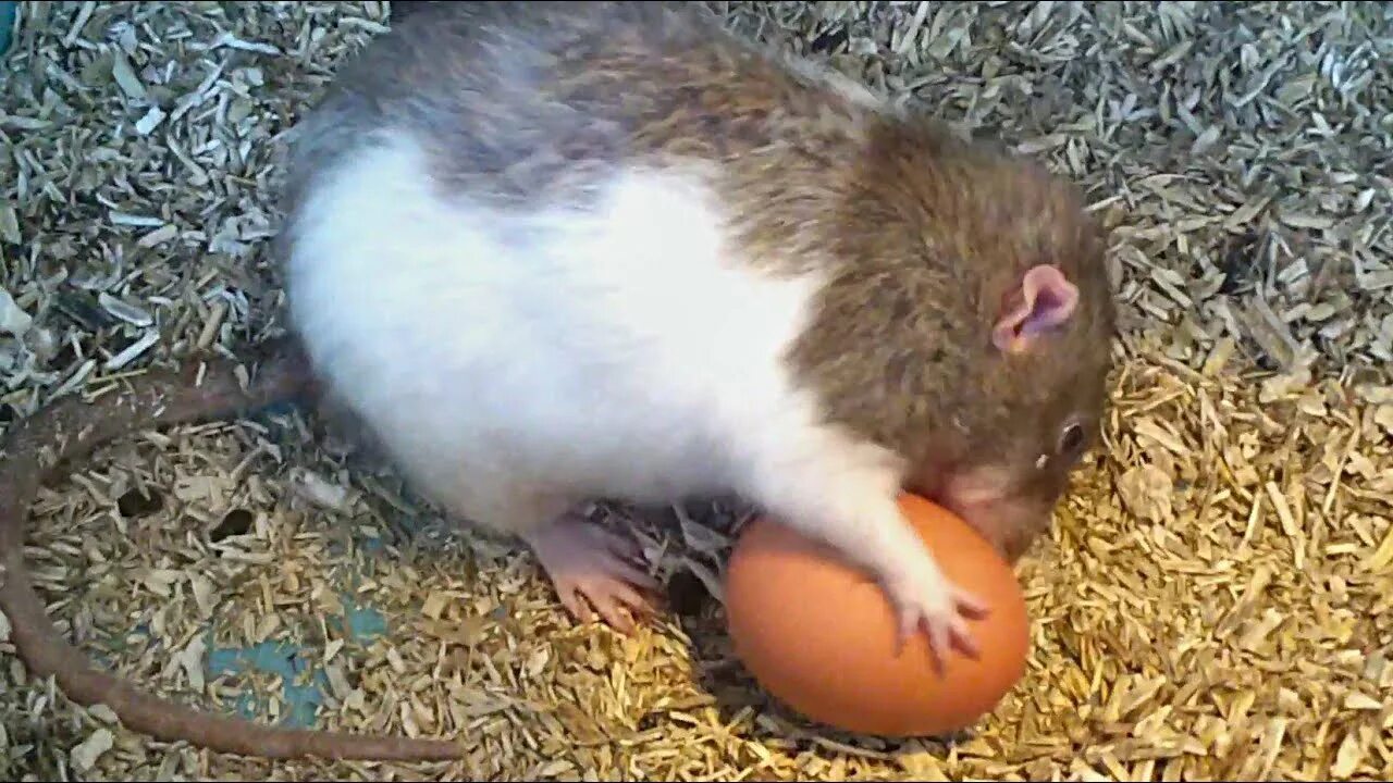 Можно крысам вареное яйцо. Крысы воруют куриные яйца.