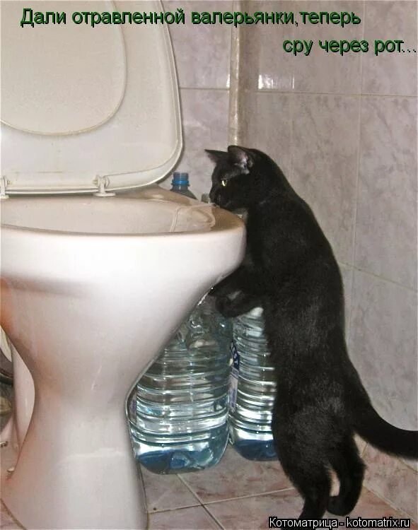 котенок нагадил. фу гадость. кошечка какает. кот нагадил. котенок покакал.