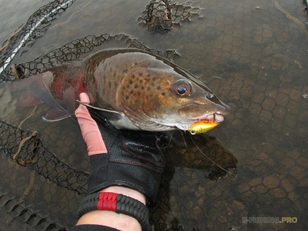 Зимняя рыбалка на ленка. Рыбалка на ленка. Ловлю ленка. Блёсна на ленка 10 лучших и тайменя. Ловлю ленка.