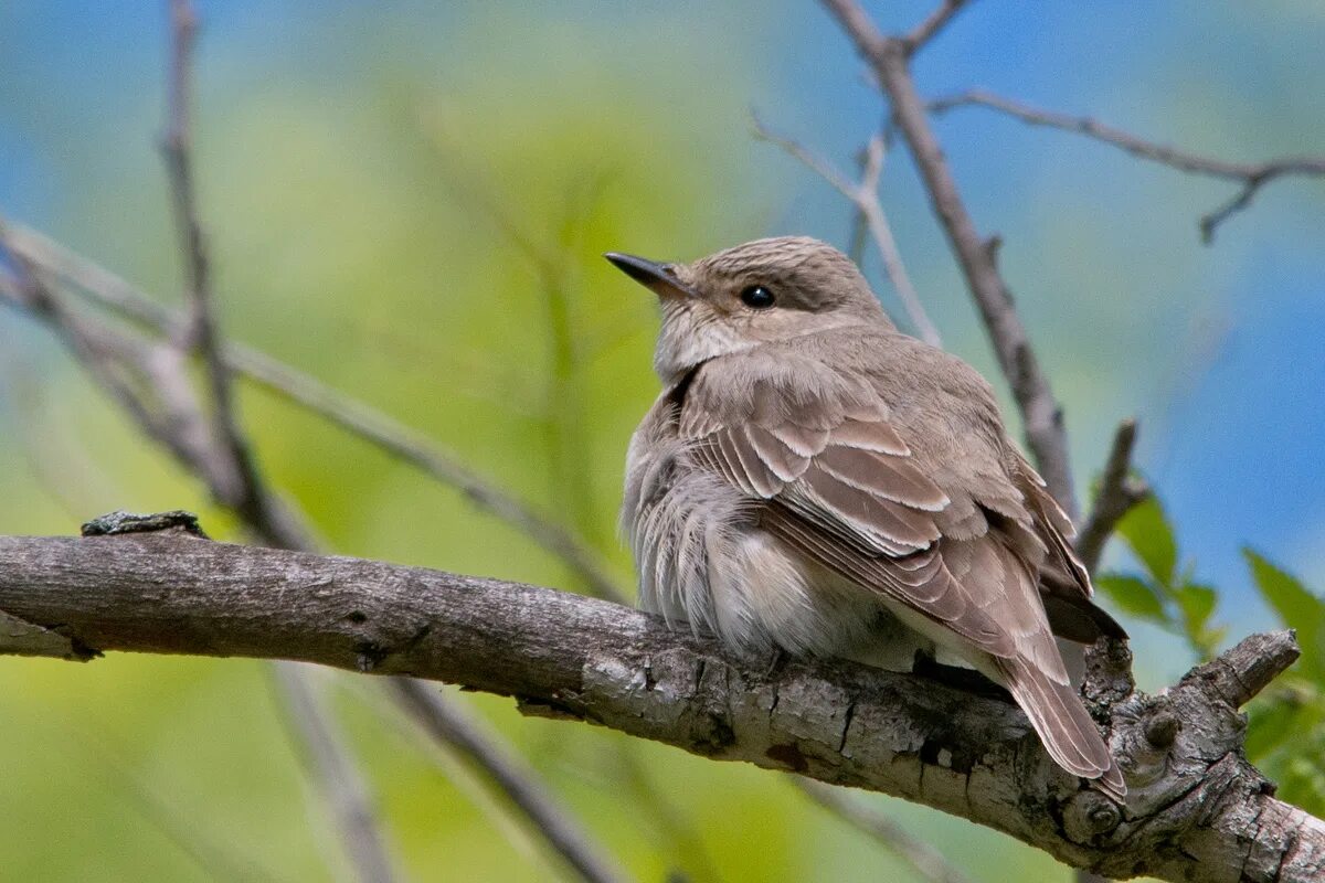 Серая мухоловка (Muscicapa striata). Мухоловка серая – Muscicapa striata (Pallas, 1764). Соловей и мухоловка. Малая мухоловка птица.