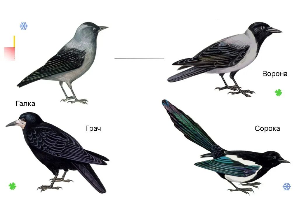Ворона сорока Галка Грач отличия. Ворон ворона Галка Грач. Ворон Грач Галка отличия. Ворон Грач Галка. Как отличить грача