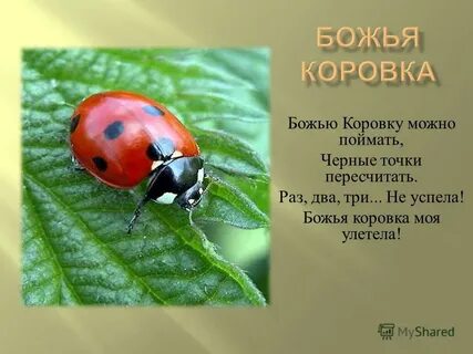 Откуда название божья коровка