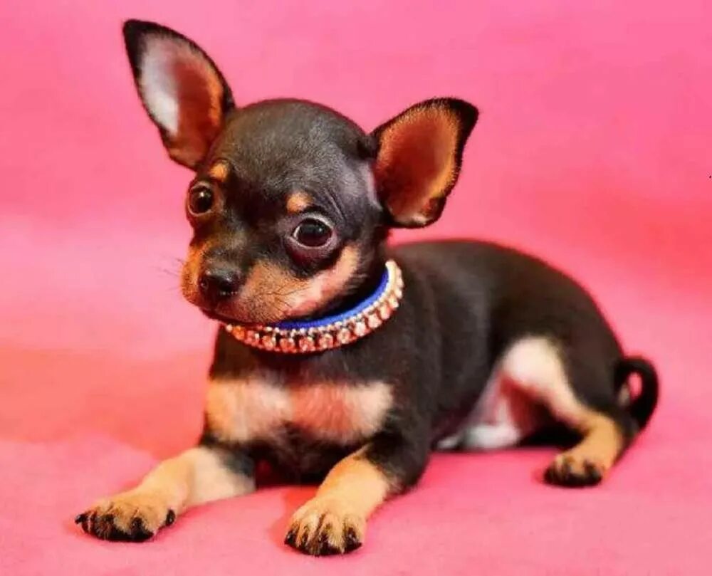 Йоркширский терьер мини. Маленьких собак тюмень. Питомник длинношерстных чихуахуа. Чихуахуа мини. Маленьких собак тюмень.