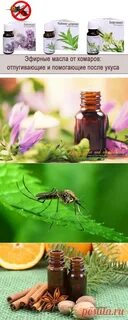 Каких эфирных масел боятся