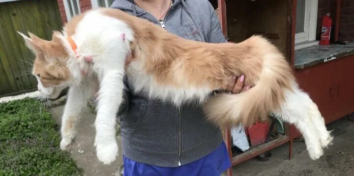 Стерилизация мейн куна кошки. Пузико у мейн куна. Кот мейн кун кастрированный. Во сколько кастрируют мейн кунов. Кастрация мейн куна.