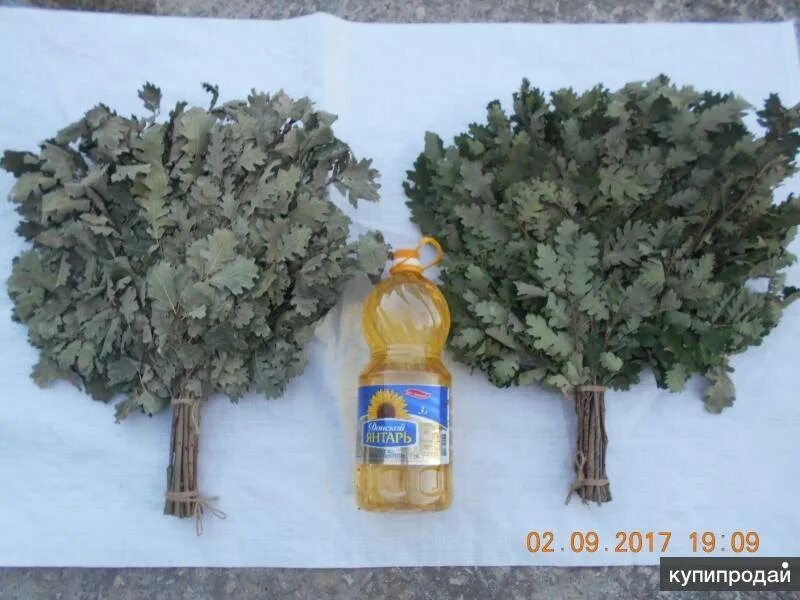 Когда собирать дубовые