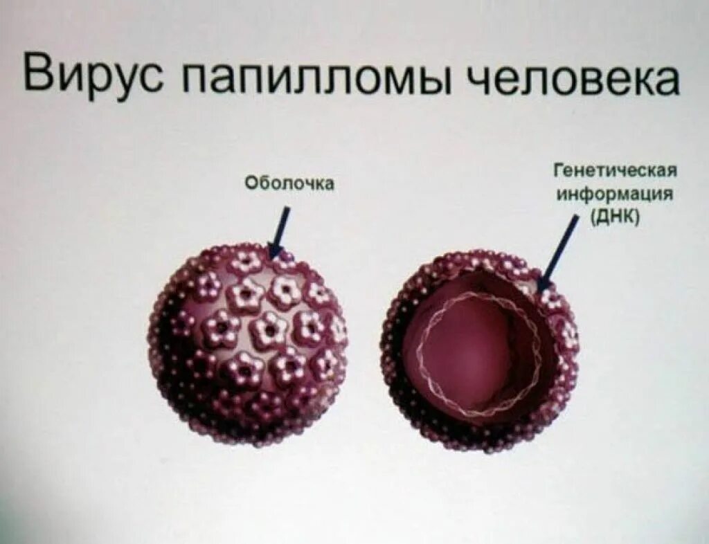 Вирус human. ВИУС папиломы человека. Вируспопиломы человека.