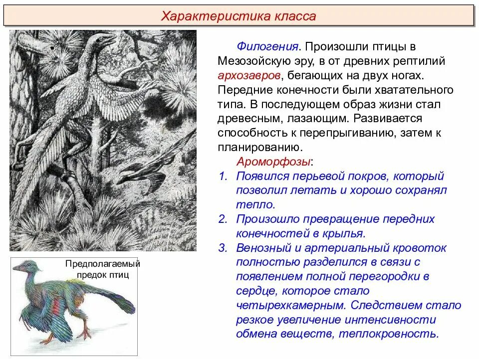 Какие ароморфозы у птиц. Ароморфозы птиц. основные ароморфозы класса птицы. ароморфоз птиц примеры. ароморфозы птиц и пресмыкающихся.