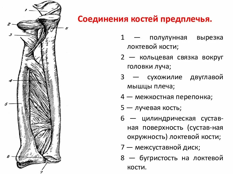 Соединения локтевой кости. Кости предплечья кость анатомия. Кости предплечья анатомия строение. Связки верхних конечностей анатомия. Соединение костей предплечья локтевой сустав правый.