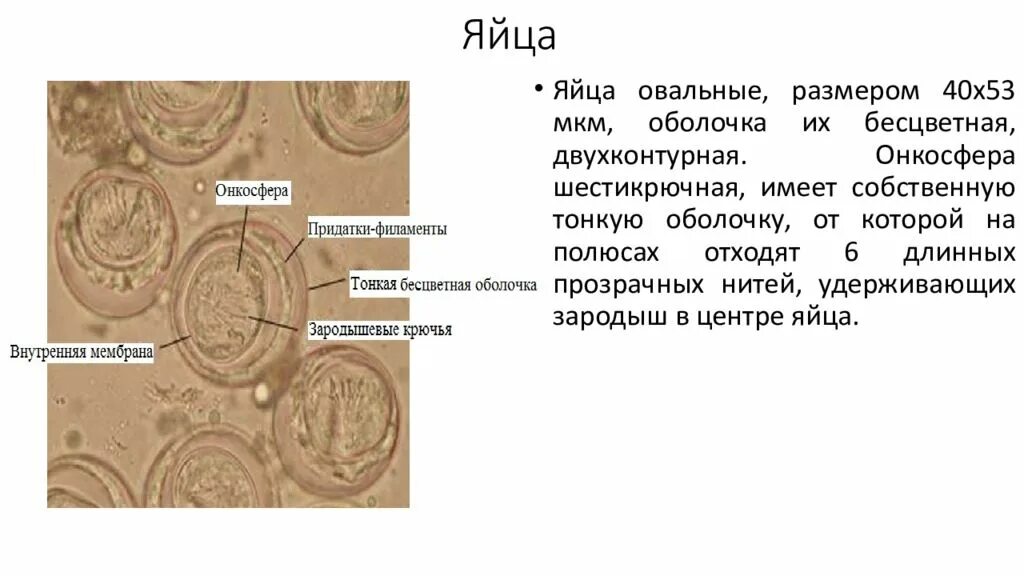 Выход из яиц шестикрючной личинки онкосферы. Строение онкосферы бычьего цепня. личинка онкосфера. яйца онкосферы тениид. принцип строения онкосфер тениид.