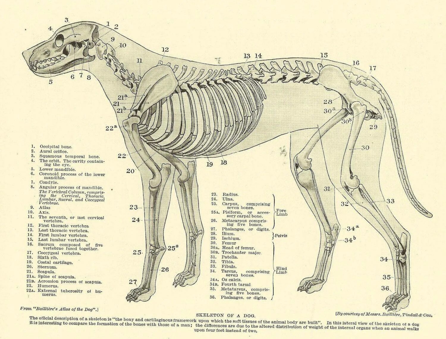 Анатомия скелета собаки Ветеринария. Костная анатомия собак. Анатомия костей задней конечности собаки. Строение скелета собаки анатомия.