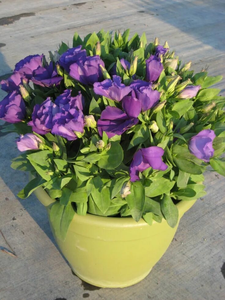 Pin on Virágok Purple flowers, Flowers, Rose campion