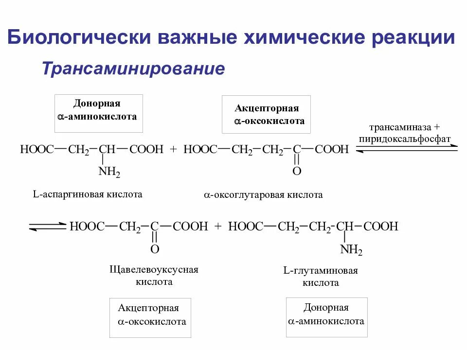 Аминокислоты химические соединения. Биологически важные реакции -аминокислот: декарбоксилирование;. Биологически важные реакции -аминокислот: а) трансаминирование;. Реакция трансаминирования аминокислот. Биологически важные реакции аминокислот.