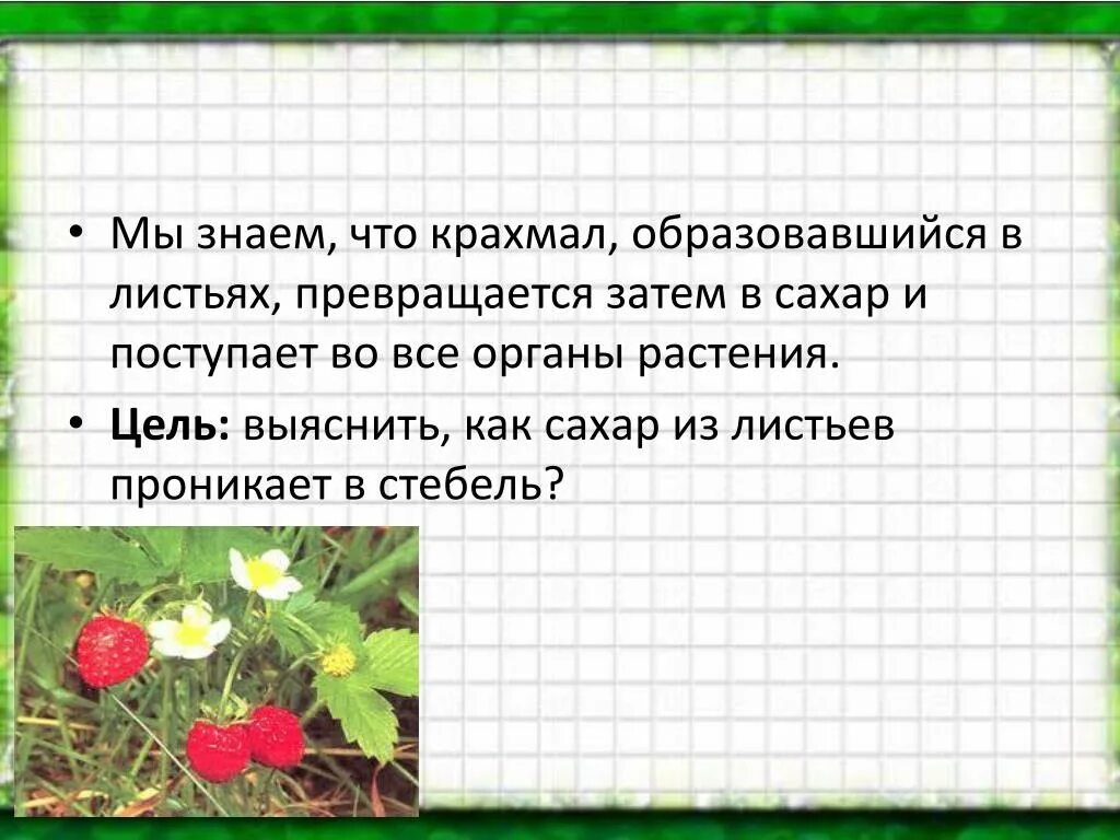 Как образуется крахмал в растениях. Как сахар из листьев проникает в стебель?. в каких частях растений образуется сахар и крахмал. сахар и крахмал образуется в листе из. крахмал сахар образуется в листве.